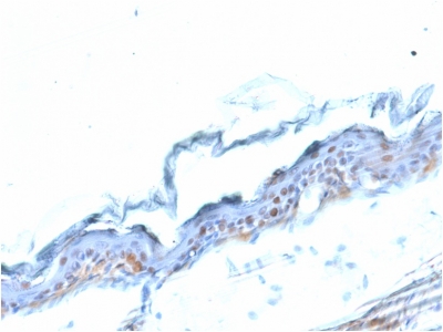 Formalin-fixed, paraffin embedded mouse stomach sections stained with 100 ul anti-SOX2 (clone SOX2/1791) at 1:50. HIER epitope retrieval prior to staining was performed in 10mM Citrate, pH 6.0.